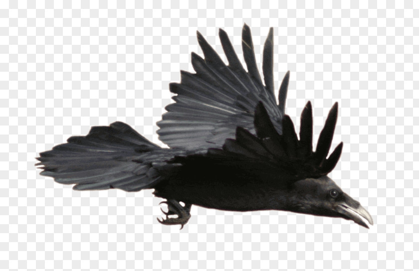 Common Raven Clip Art Image Vector Graphics PNG