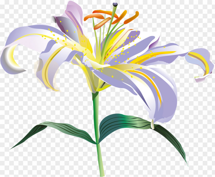 Fondos Flower Lilium Clip Art PNG