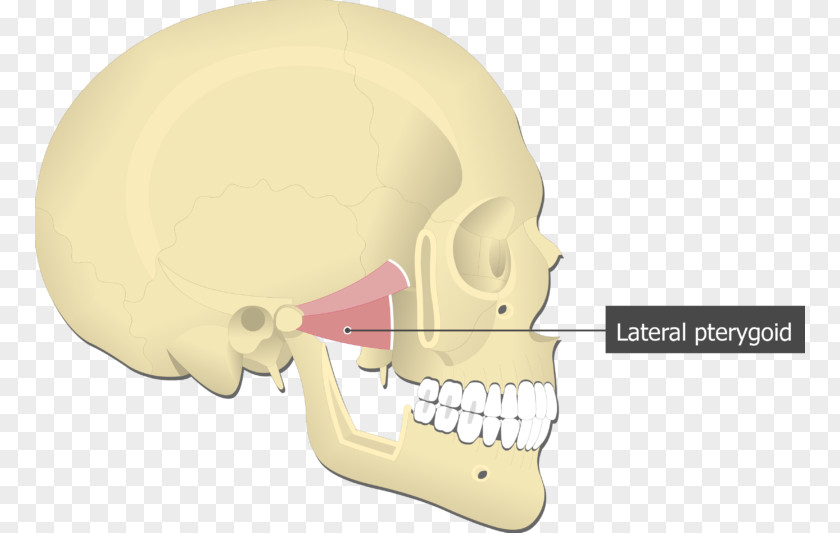 Medial Pterygoid Muscle Lateral Processes Of The Sphenoid Rectus PNG