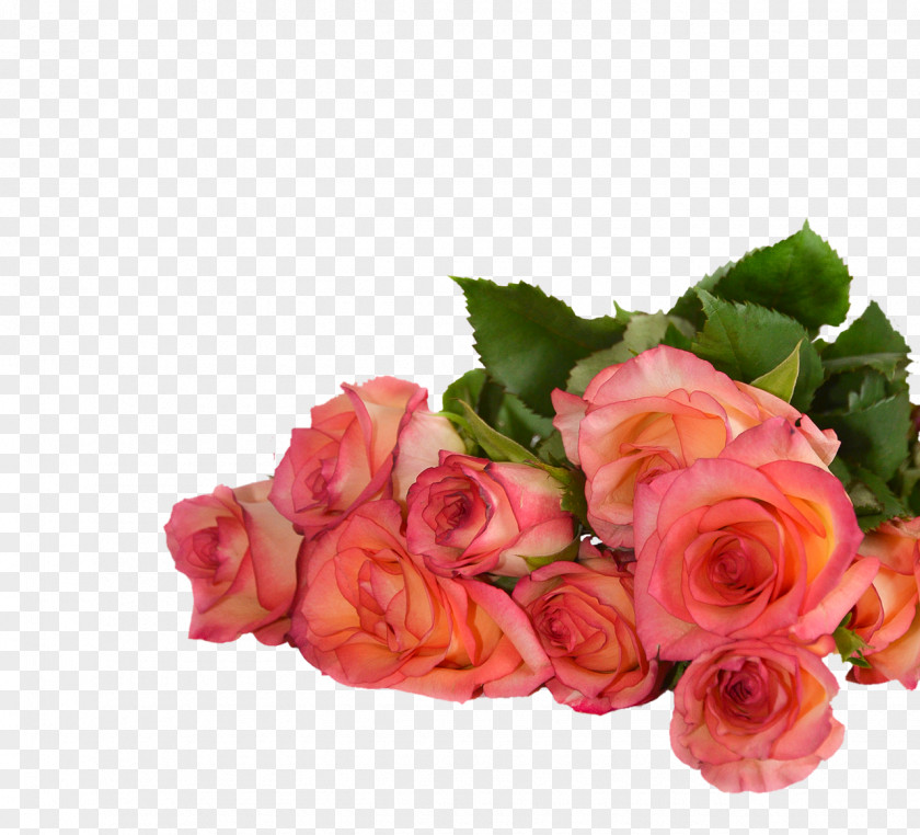 Rose Petals Image New Year Birthday Stock.xchng Flower PNG