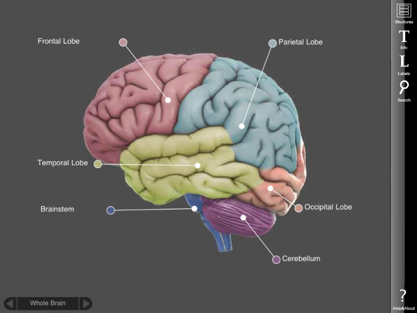 Science Related Pics Human Brain Three-dimensional Space Rotation IOS PNG