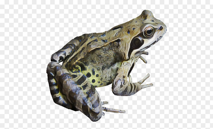 Frog True Toad Bullfrog Northern Leopard PNG