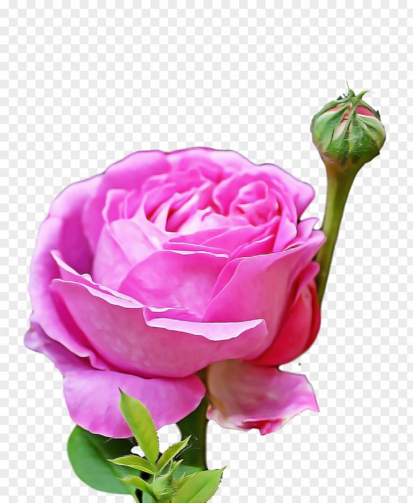 Garden Roses PNG