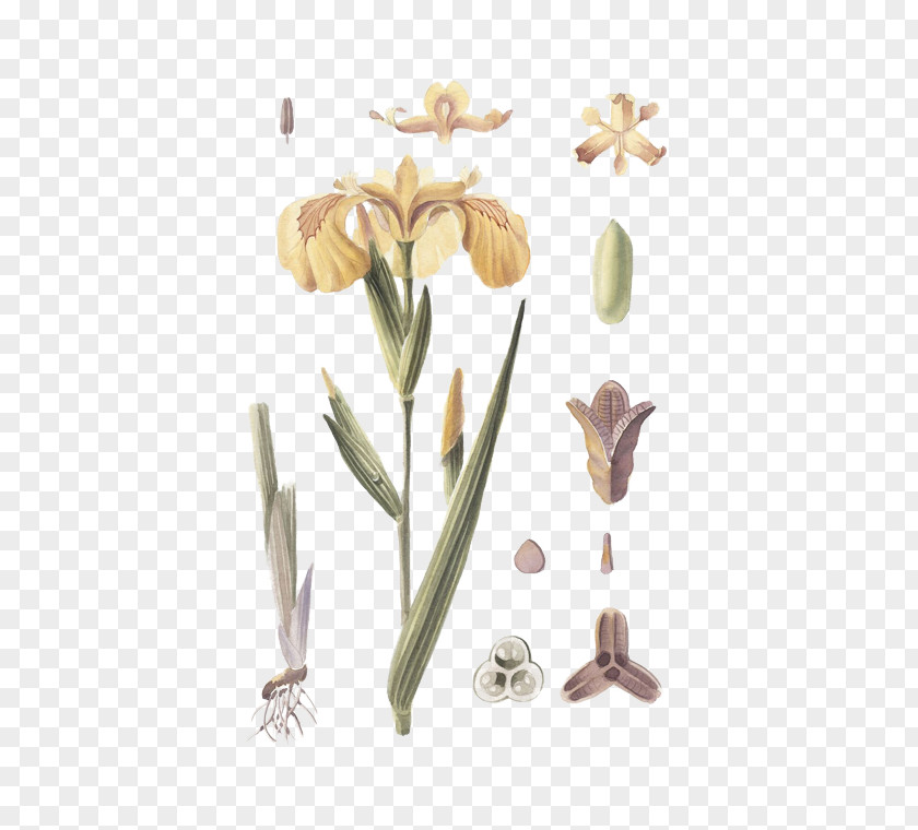 Iris Pseudacorus Petal Cut Flowers PNG