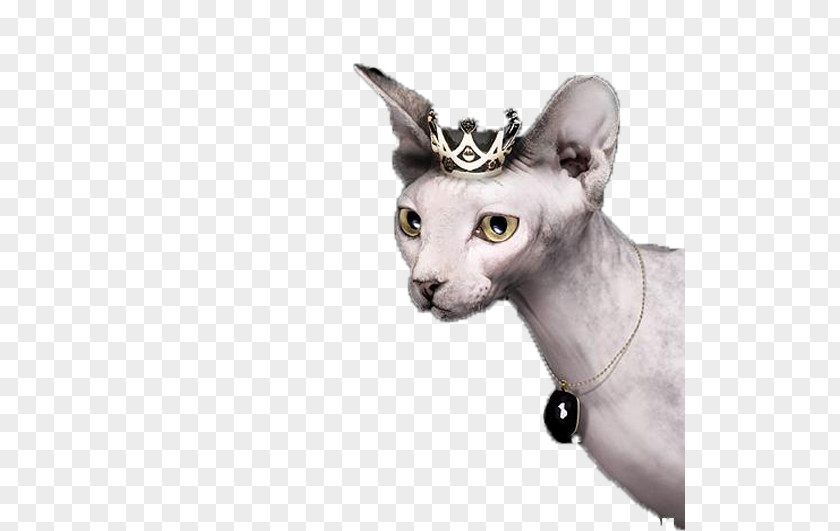 Jewelry Cat Advertising Sphynx Donskoy Peterbald Cornish Rex Devon PNG