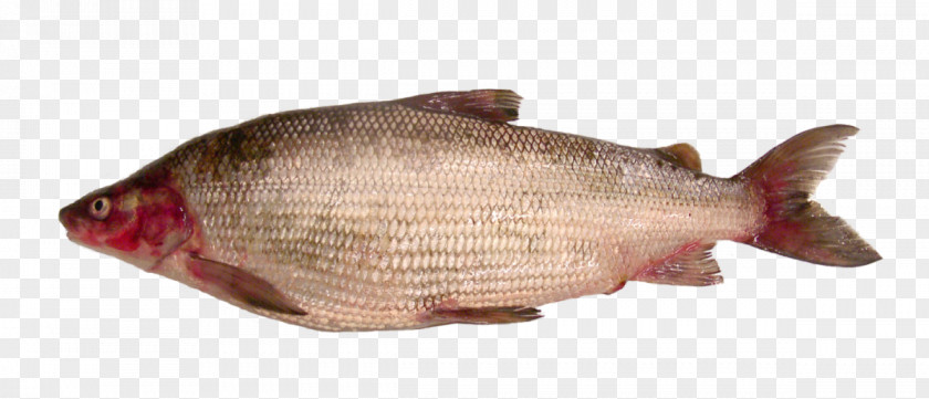 Lake Northern Red Snapper Champlain Whitefish PNG