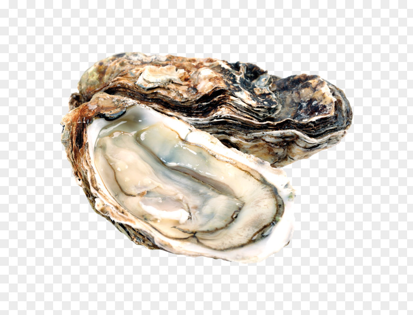 Pacific Oyster Food InterCourses Shellfish PNG