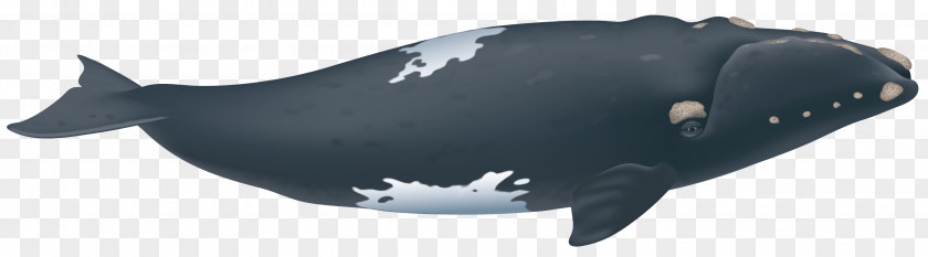 Whale Clipart Southern Right Porpoise North Atlantic Pacific PNG