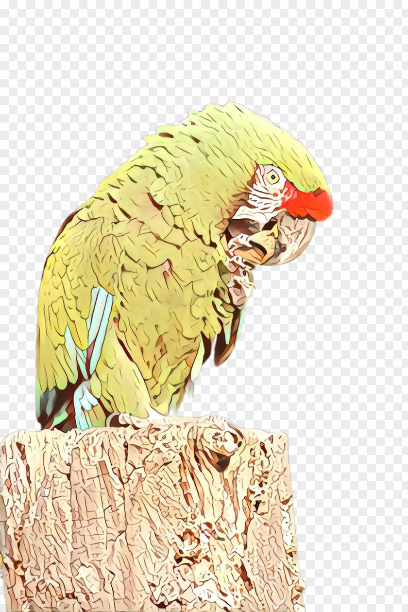 Bird Parrot Parakeet Beak Macaw PNG