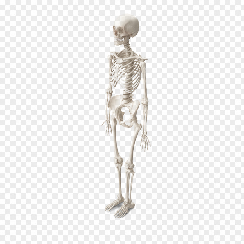 Female Skeleton Woman Bone PNG