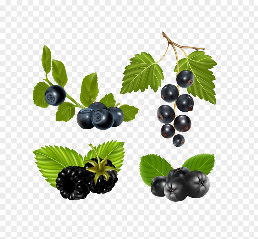 Flat Hand Painted Effect Arbutin Blueberry Chokeberry Royalty-free Illustration PNG