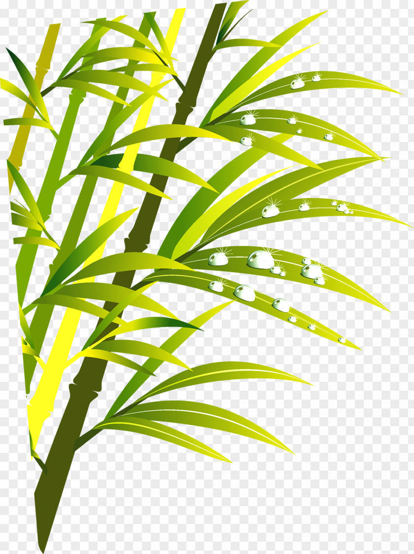 Green Bamboo PNG