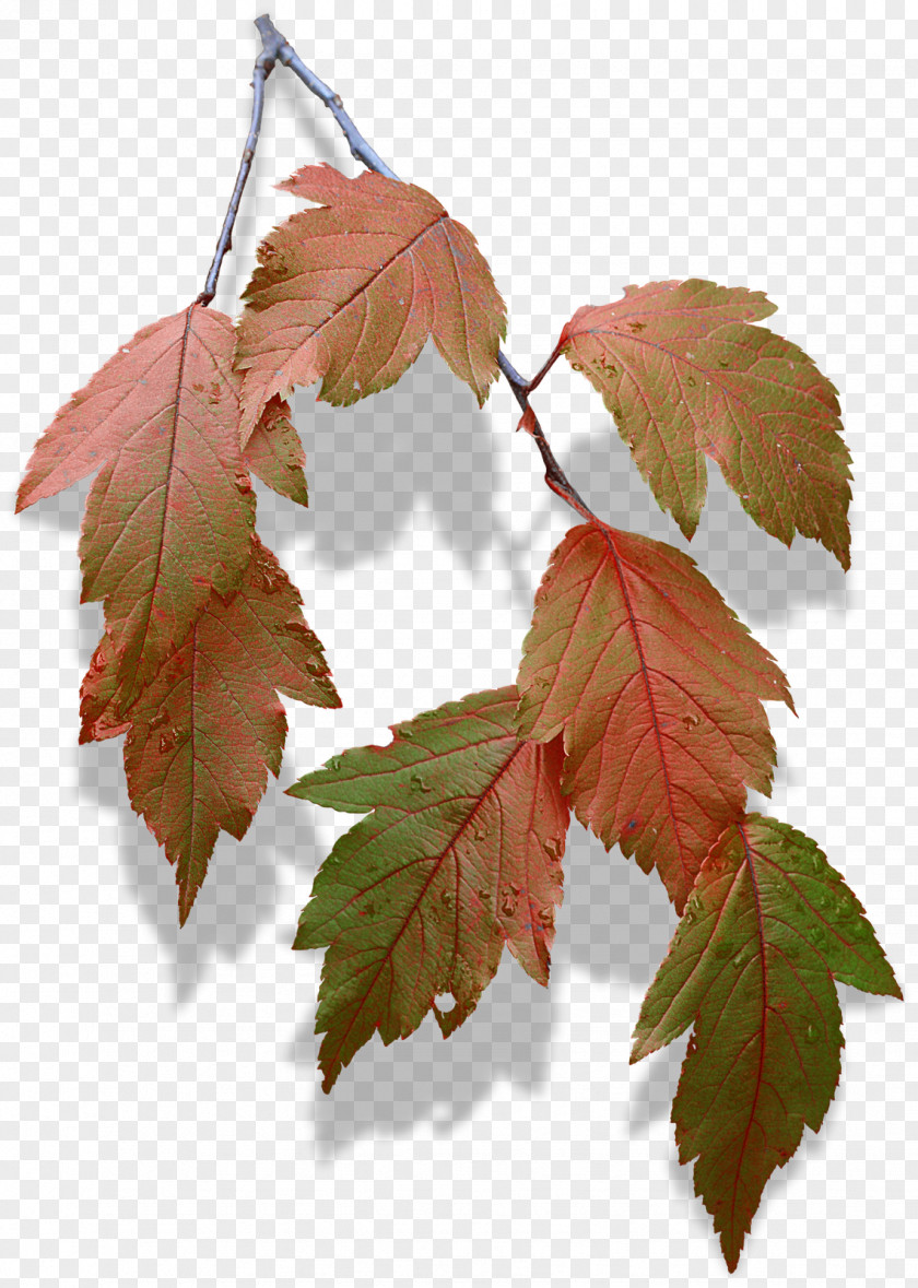 Leaf Maple Twig Deciduous Plane Trees PNG