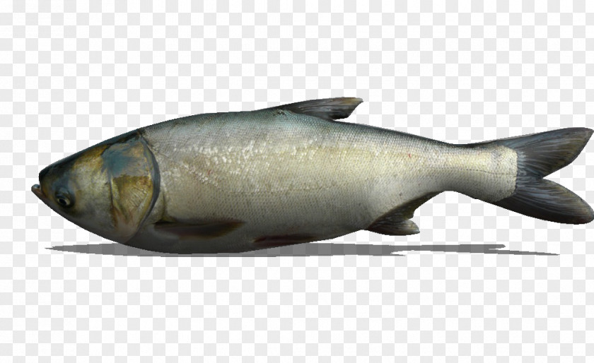 Silver Carp Milkfish Marine Biology Salmon As Food Oily Fish PNG