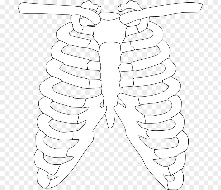 Barbecue Spare Ribs Rib Cage Clip Art PNG