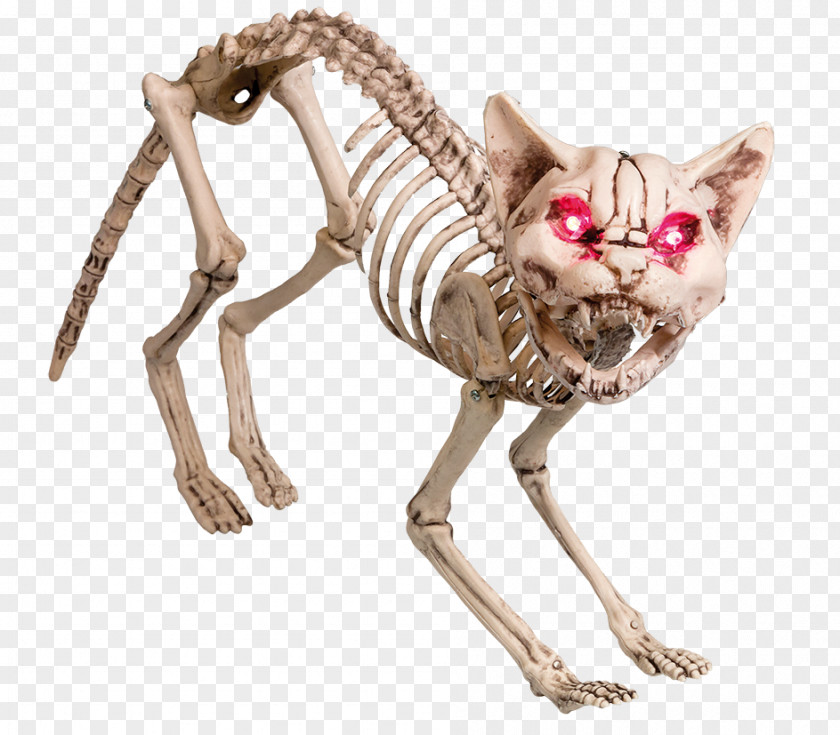 Cat Skeleton Light Spider Skull PNG