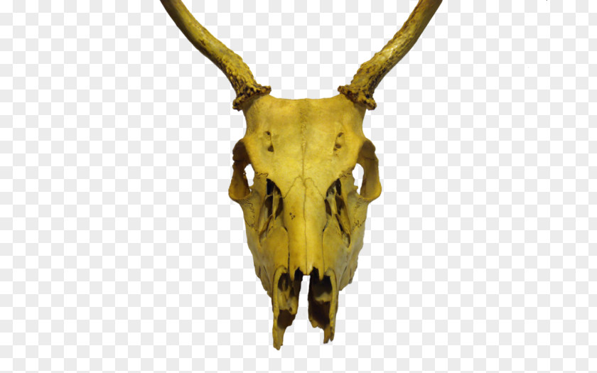Cowgoat Family Deer Skull Cartoon PNG