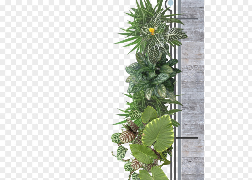 Flower Flowerpot Houseplant Tree PNG