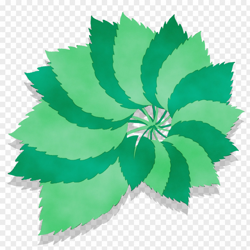 Herbaceous Plant Green Leaf Watercolor PNG