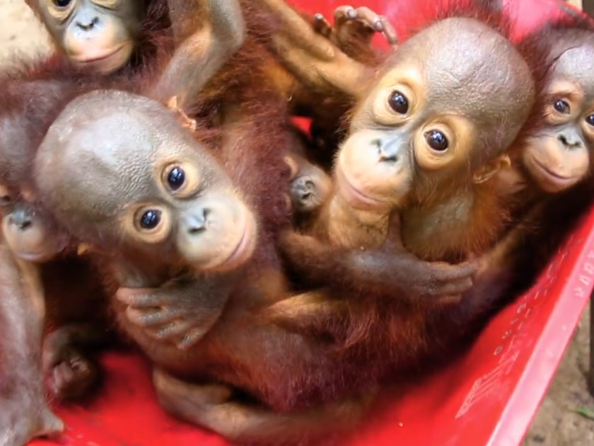 Orangutan Baby Orangutans Primate Gibbon Chimpanzee PNG