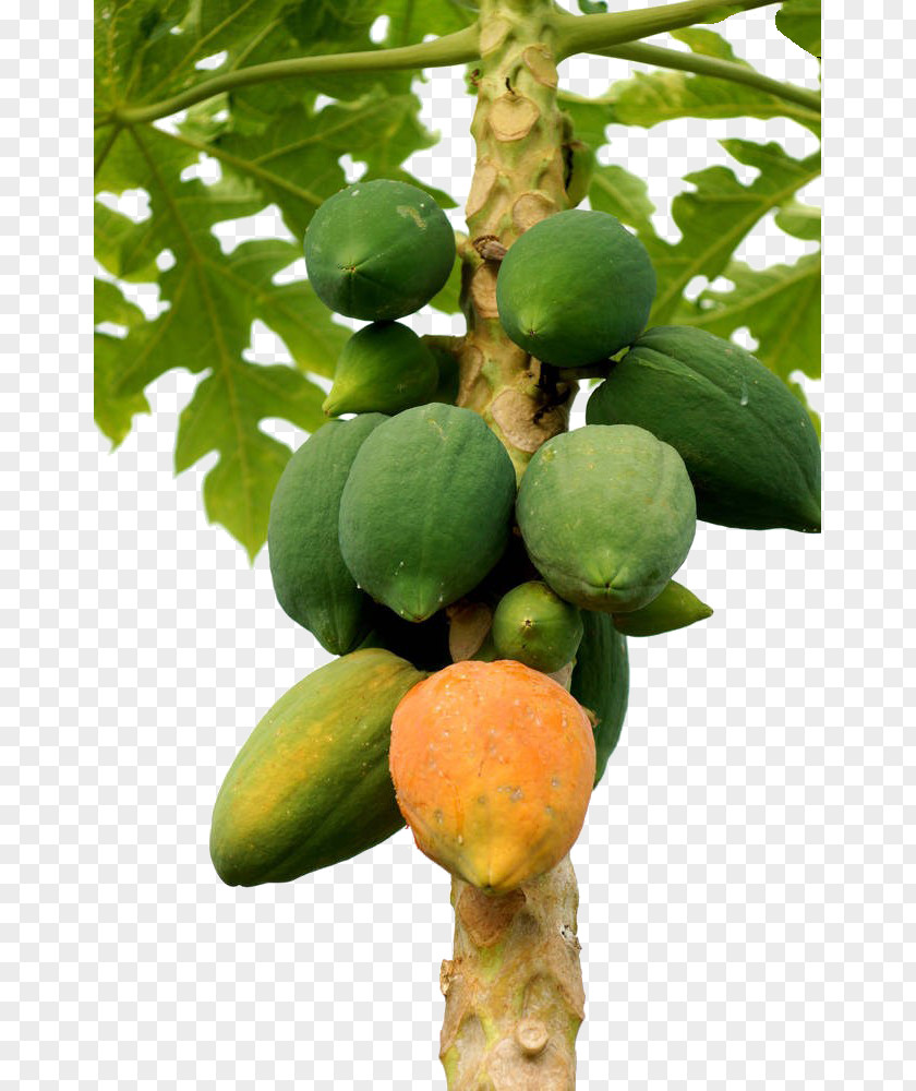 Papaya Fruit Tree Stock Photography Ripening PNG