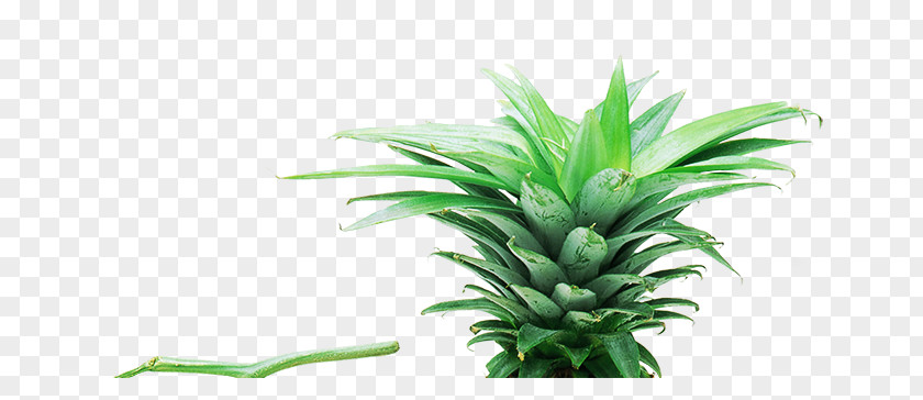 Pineapple Leaves Nutrient Food Auglis Fruit Frugivore PNG
