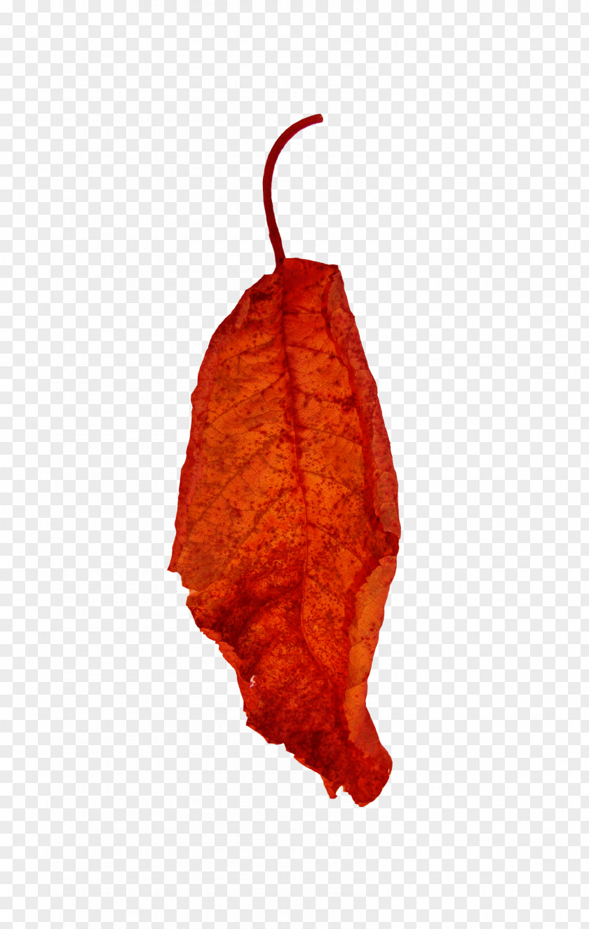 Red Leaf Euclidean Vector PNG