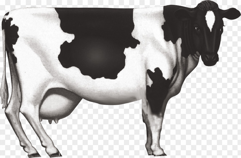 Dairy Cow Cattle Milk Ox PNG