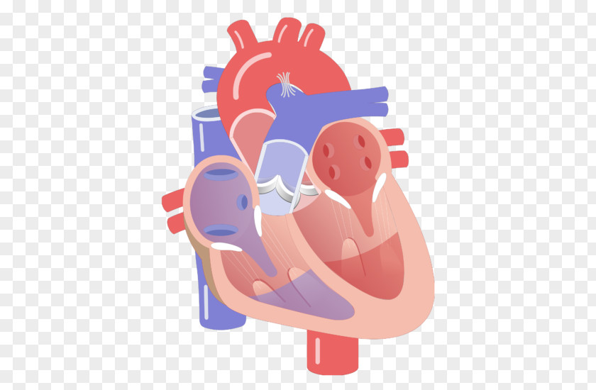 Heart Electrical Conduction System Of The Valve Ventricle Circulatory PNG