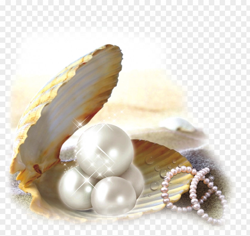 Pearl Shell BK OF ELDERS Oyster Seashell PNG