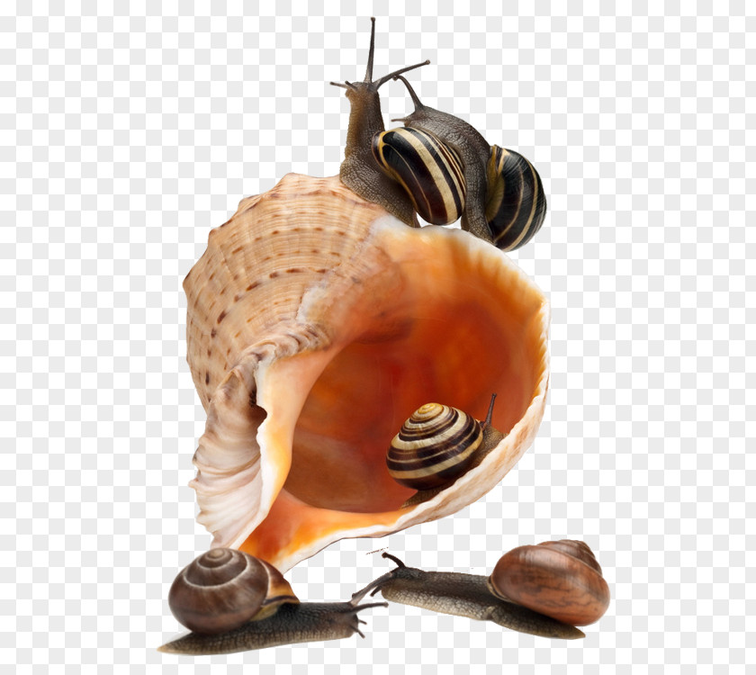 Snails Sea Snail Caracol PNG