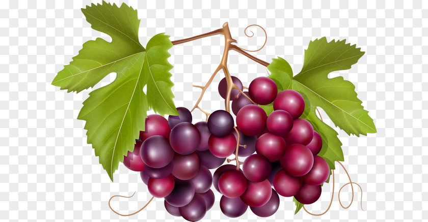 Wine Common Grape Vine California Wild PNG