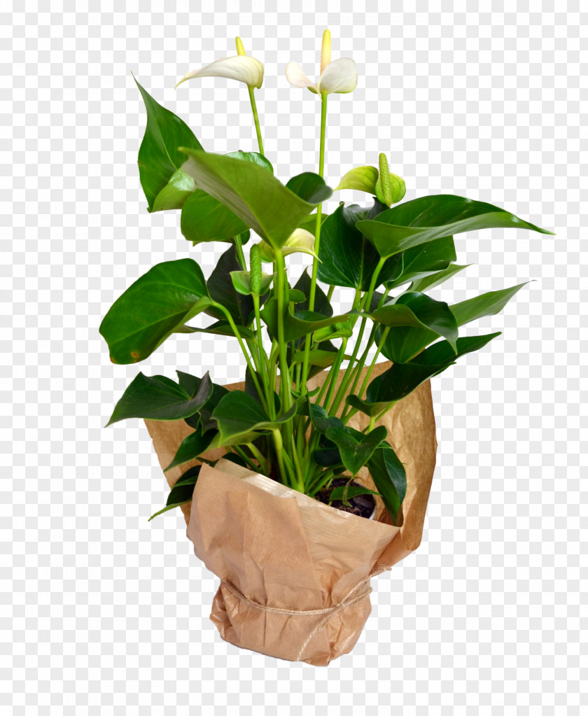 Anthurium Plant Cut Flowers Flowerpot Stem Houseplant Flowering PNG