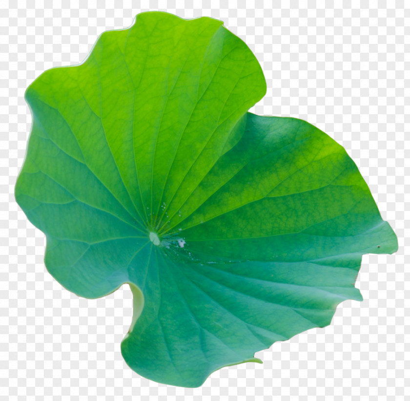 Big Leaf Green Petal Annual Plant PNG