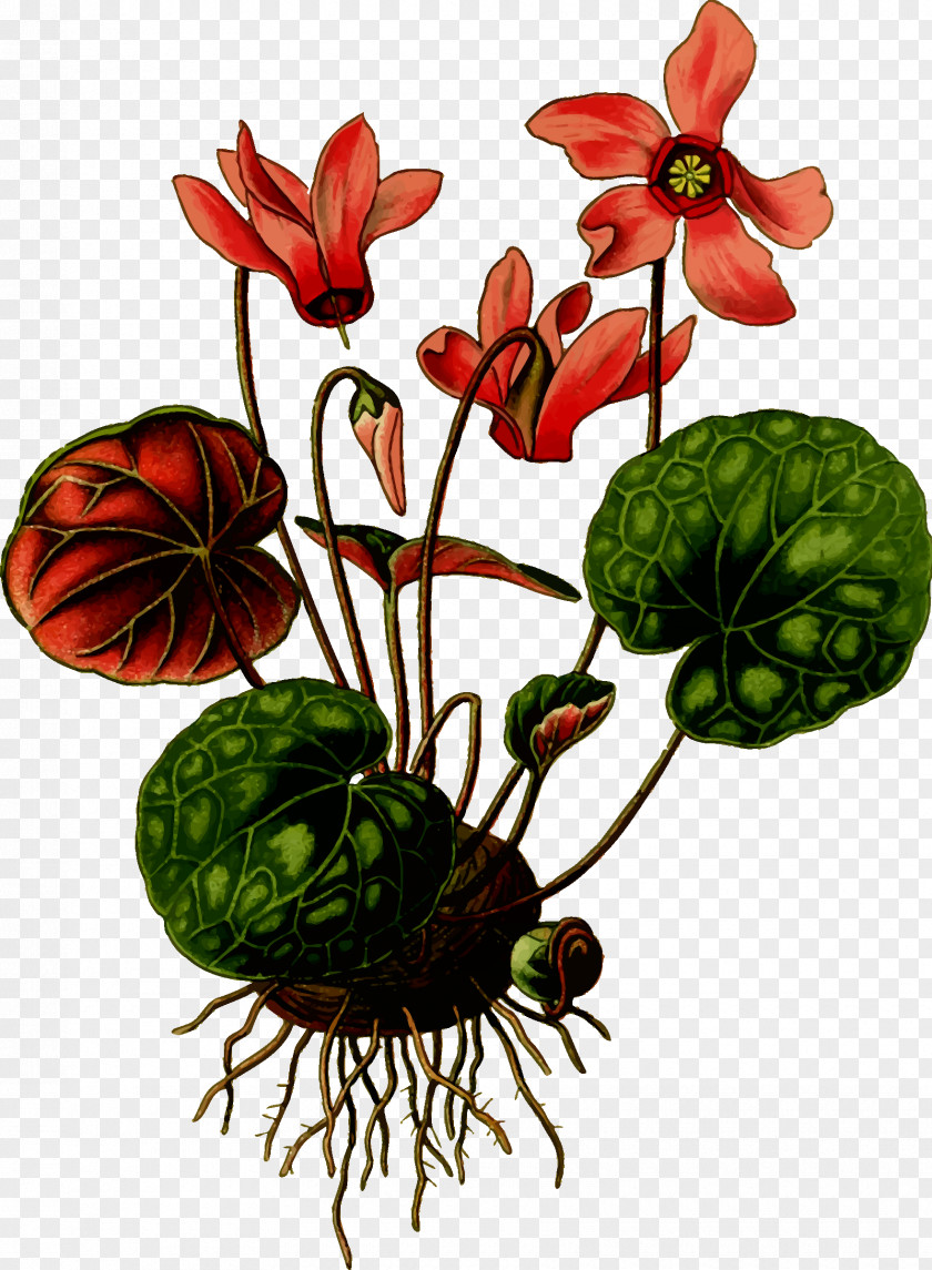 Floral Flower Art Forms In Nature Cyclamen Hederifolium Coum PNG