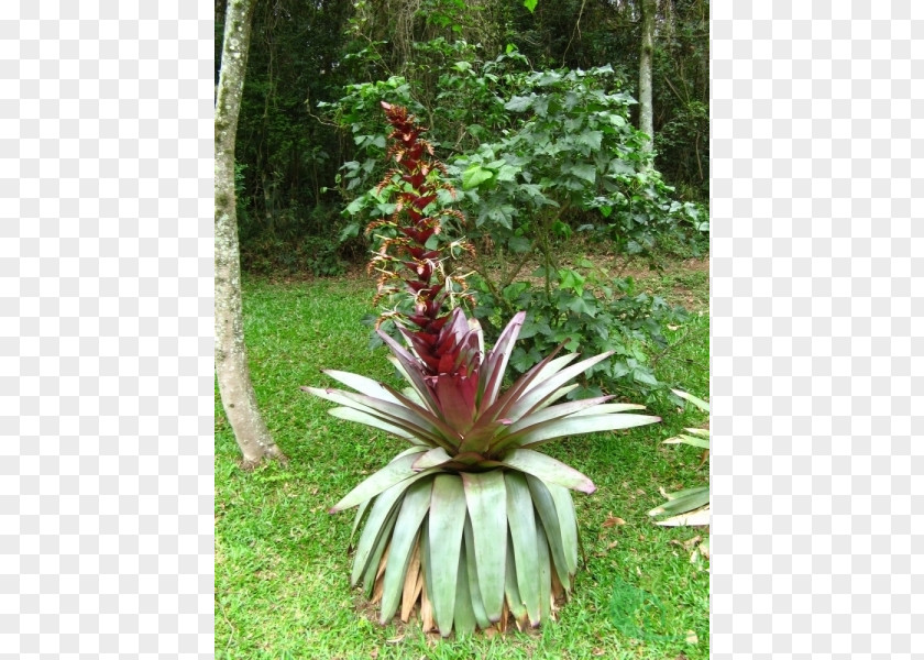 Flower Vriesea Alcantarea Imperialis Plant Garden PNG