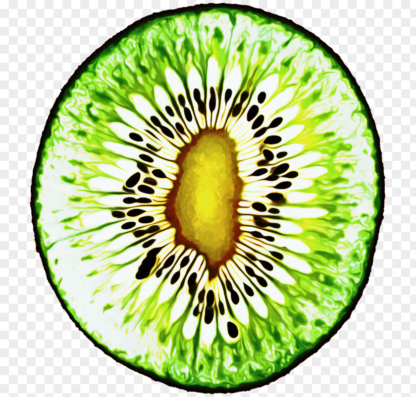 Hardy Kiwi Plant Green Circle PNG