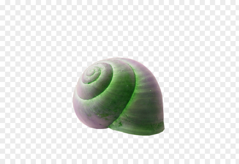 Luminous Snail Shell Emerald Green Seashell Spiral PNG