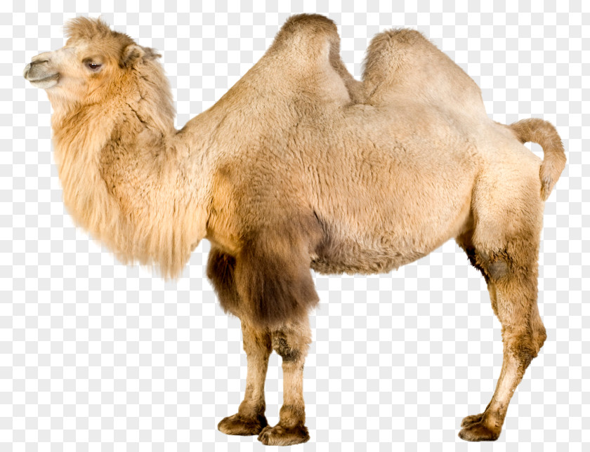 Qatar Desert Safari Camel Dromedary Bactrian Stock Photography Image Royalty-free PNG