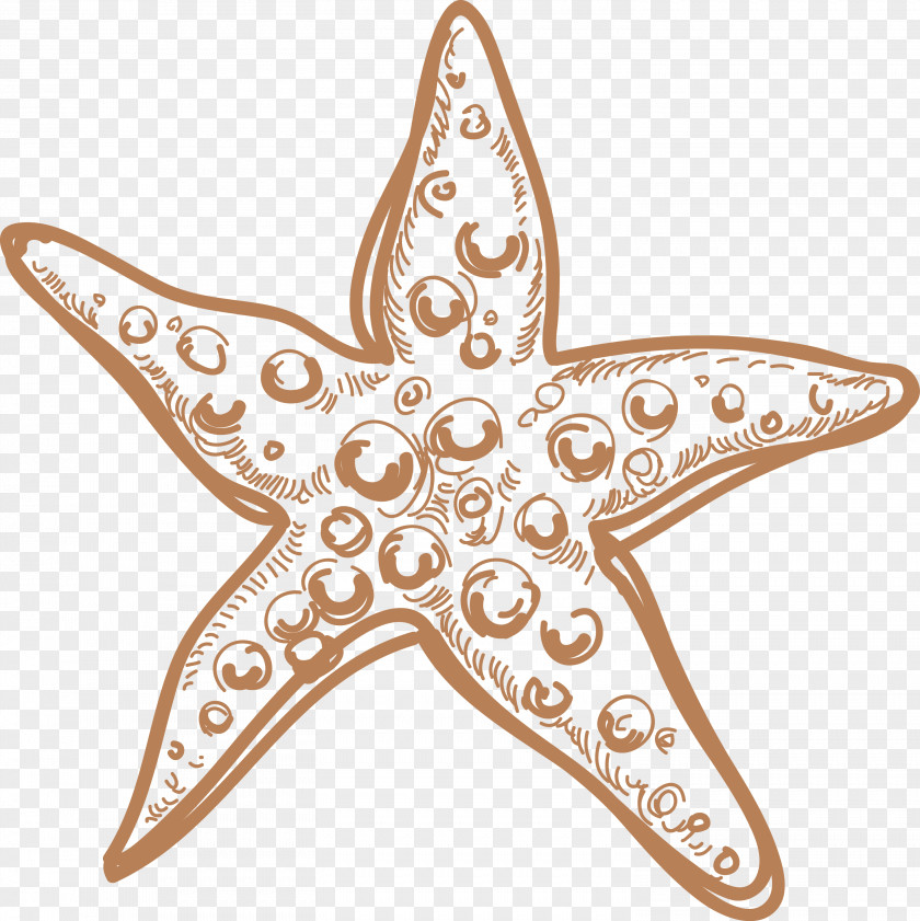 Sea Star Starfish Marine Invertebrates PNG