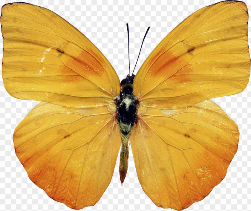 Butterfly Insect Yellow Photography PNG