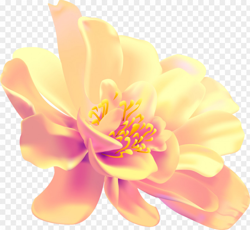 Drawing Flower Display Resolution Photography PNG