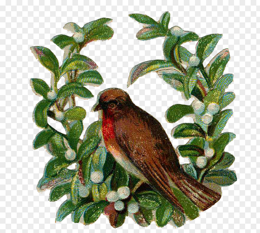 Finch Beak Fauna Cuckoos PNG