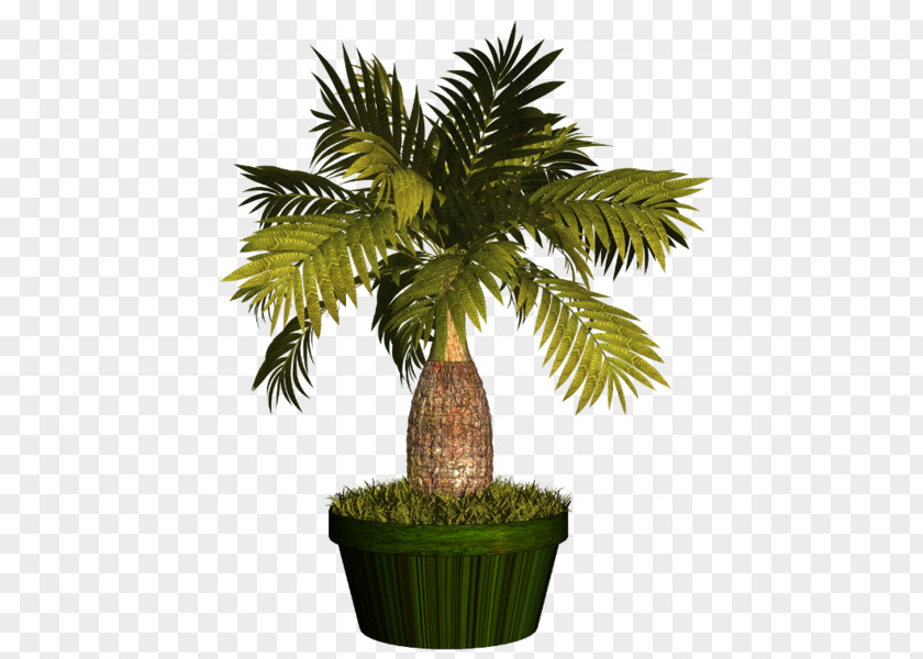 Plant Asian Palmyra Palm Flowerpot Arecaceae PNG