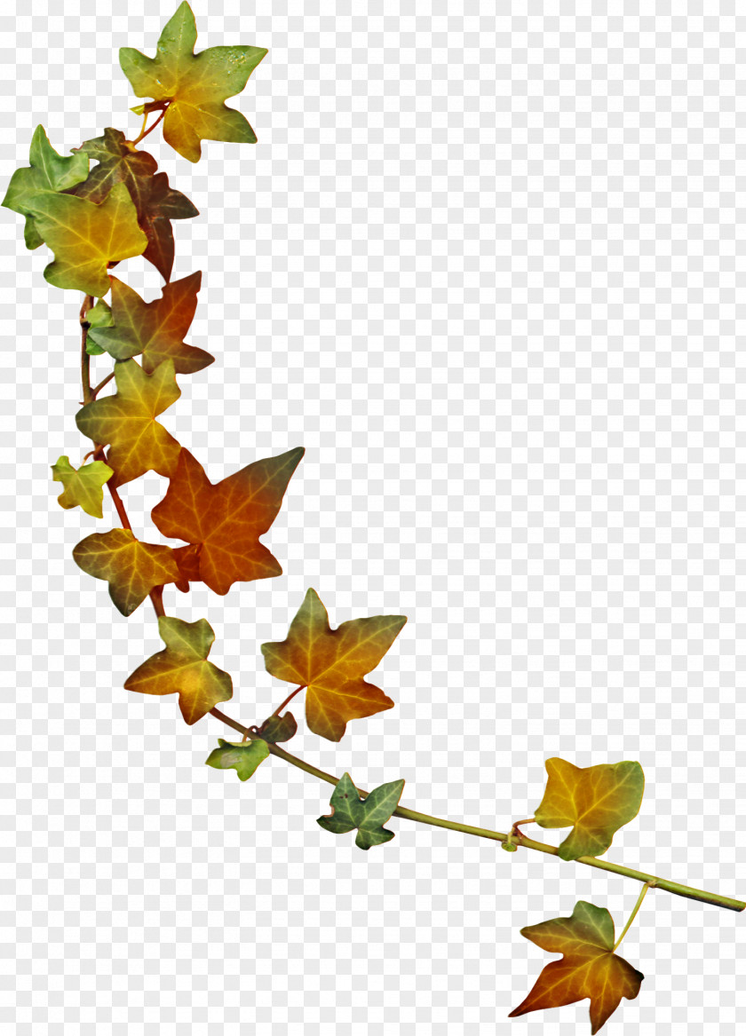 Green Leaves Maple Leaf Autumn PNG