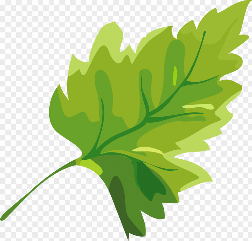 Mint Leaves Clip Art Design Image Adobe Photoshop PNG