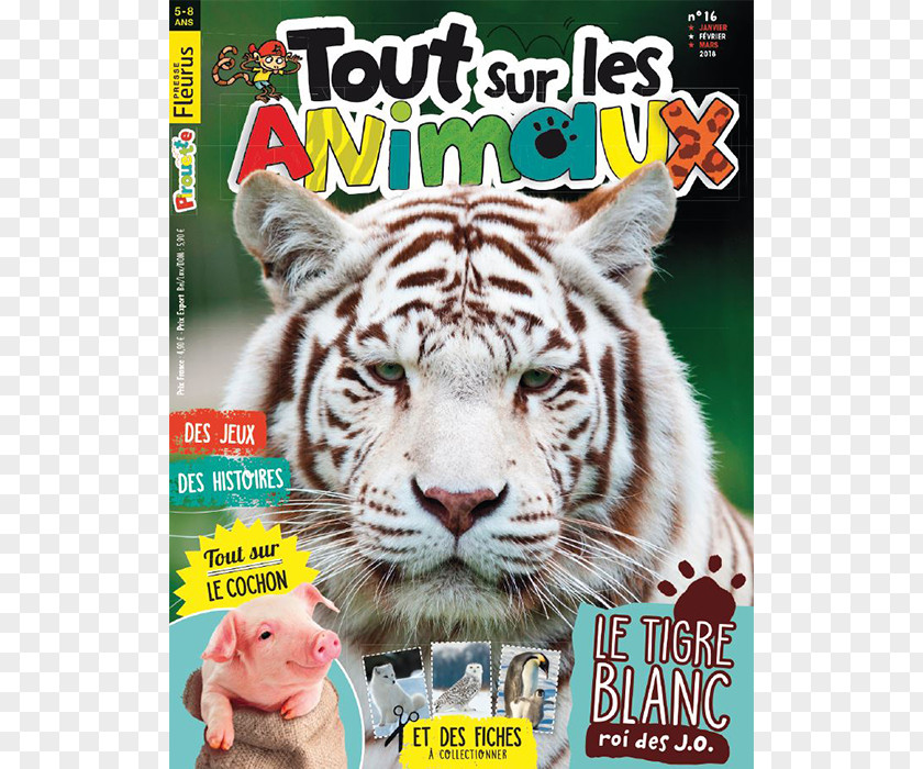 Assiette Magazine White Tiger Bengal Desktop Wallpaper Image PNG