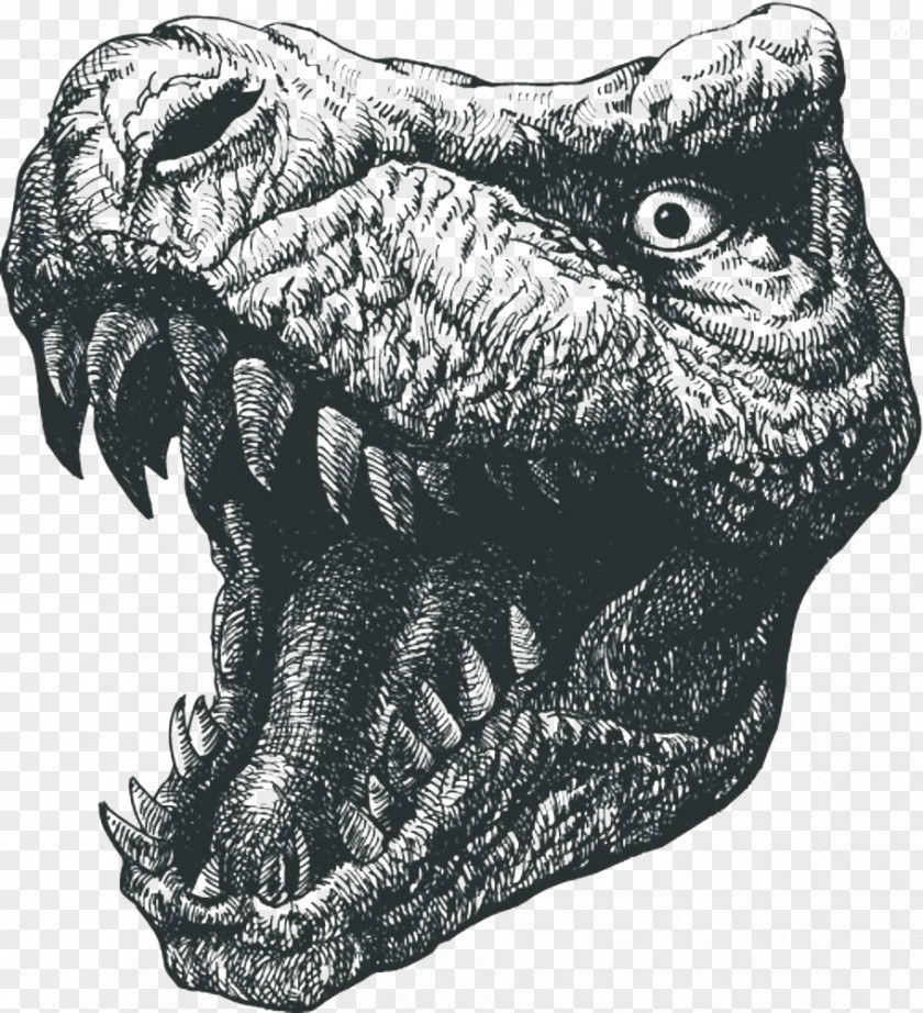 Dinosaur Head Tyrannosaurus Rex Drawing Illustration PNG