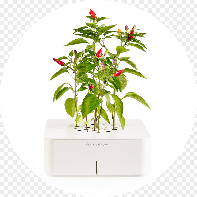 Peper Chili Con Carne Pepper Click & Grow Herb Cayenne PNG