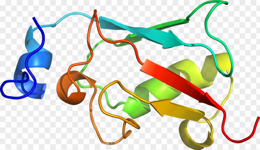 Product Design Clip Art Organism Line PNG